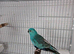 Red rumps