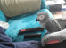 African grey parrot
