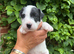 Parson Terrier Pups for sales