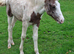 Beautiful Appaloosa Filly Foal
