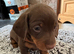 Beautiful miniature dachshund puppies