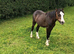 Yearling Colts