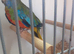 Splendid Parakeets 1 pair only