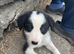 1 male sheep dog puppy