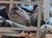 Coloured racing pigeons