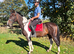 15.3hh 6 year old gelding