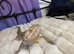 Bearded Dragon and full set up for sale