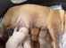 Miniature chihuahuas **1 boy left**
