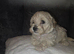 Poochon puppies