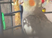 4 month old cockatiel