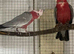 Breeding gallah cocktoo pair