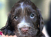 Adorable Cocker Spaniel Puppies