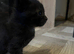 Kittens available