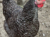 Chicks, chickens and hatching eggs-bantam and large ladies