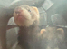 Ferrets for sale