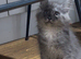 Maine Coon Kittens *Ready to leave