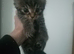 Maine coon x