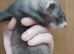 Ferret kits, silvers and agoutis