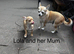 Beautiful Chihuahua Girls for Sale &ndash; Molly & Lola