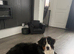 Bernese mountain dog puppy