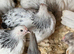 Colombian pekins pullets