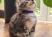 GCCF TICA 5 Gen Pedigree Champion Line Maine Coons
