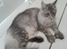 Polydactyl Black Silver Boy maine coon TICA