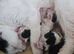 2 beautiful kittens for sale - Ready now