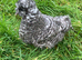 Chickens for sale