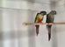 Conures for sale