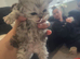 Ragdoll/persian kittens
