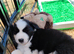 Border Collie/Husky Cross Puppies