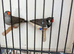 Triple black crested zebra finches