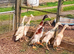 Blue Apricot Indian Runner Duck Hatching Eggs