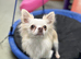 ️ Teddy - Beautiful Chihuahua Looking for His Forever Home ️