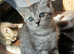 Bsh X Scotish straight kittens. Microchipped.