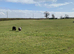 Lovely three acre horse grazing field in Westbury, SY5 9DA