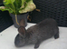 Giant conti cross flemish giant