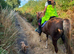 Fab allround pony