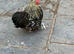 Male