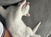 Pure white female kitten