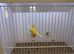 Gouldian Finch Cock Bird For Sale