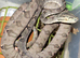 For Sale 1.1 adult, proven Amazon Tree Boas