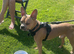 One year old male frenchie cross called kion