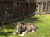 Akita puppy