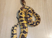 Ball pythons for sale