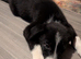 Male border collie