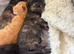Gorgeous litter ready September 28th!