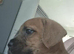 Male Mixed breed puppy for sale in oxford