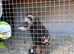 3 sandy hods 3 polecats hods